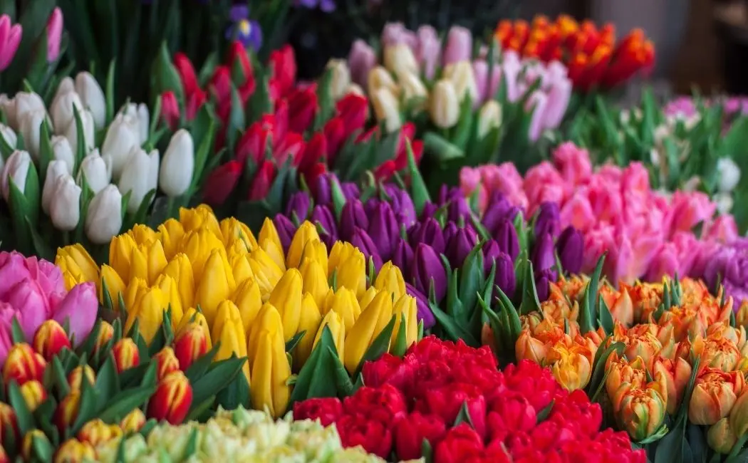 Tulipany skąd pochodzą?