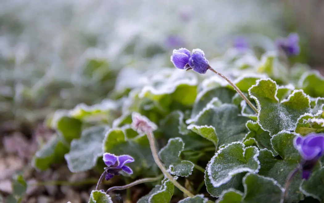 Zima w ogrodzie: Jak ochronić rośliny i cieszyć się ogrodem?