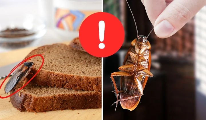 Karaluch na kromkach ciemnego chleba; obok dłoń trzyma karalucha za czułki i czerwony znak ostrzegawczy