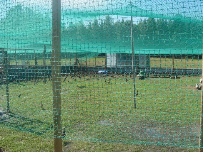 Siatka dla kur i drobiu – jak stworzyć bezpieczną wolierę na lata?