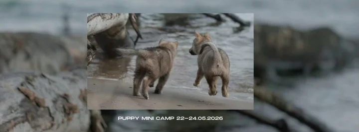 Grafika promocyjna wydarzenia PUPPY MINI CAMP — kameralny kurs dla przewodników szczeniąt