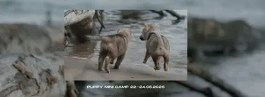 Grafika promocyjna wydarzenia PUPPY MINI CAMP — kameralny kurs dla przewodników szczeniąt