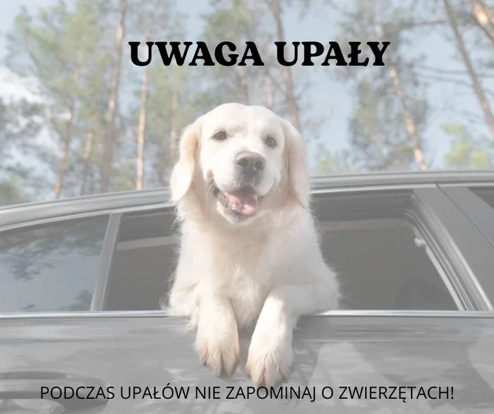 Upał zagraża zwierzętom. Samochód w kilka minut staje się pułapką