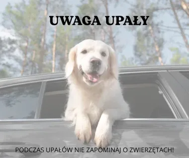 Upał zagraża zwierzętom. Samochód w kilka minut staje się pułapką
