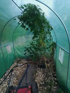 Dwumetrowa roślina w szklarni. 34-latek z zarzutem w powiecie ciechanowskim