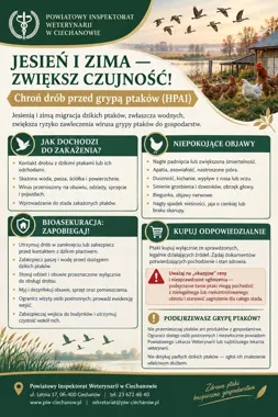Jesienią rośnie ryzyko grypy ptaków. Weterynaria ostrzega hodowców